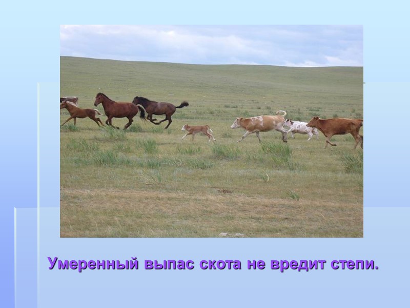 Умеренный выпас скота не вредит степи.